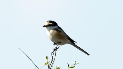 Maskeli örümcekkuşu