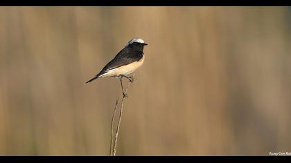 Kıbrıs kuyrukkakanı