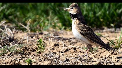 Küçük boğmaklı toygar