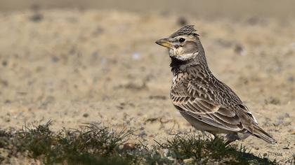 Küçük boğmaklı toygar