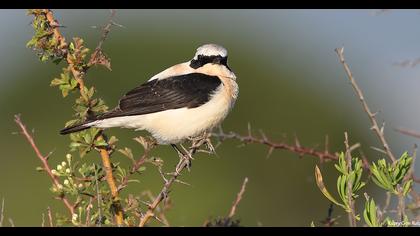 Karakulaklı kuyrukkakan