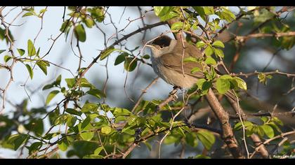 Karabaşlı ötleğen