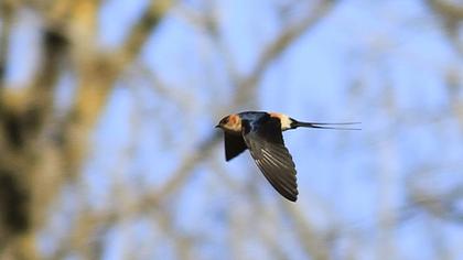 Kızıl kırlangıç