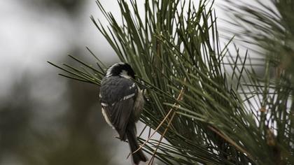 Coal Tit