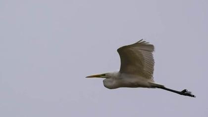 Sığır balıkçılı