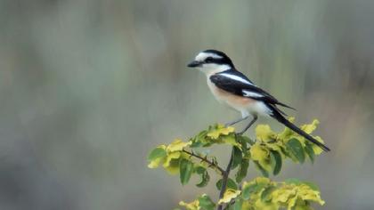Maskeli örümcekkuşu
