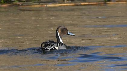 Northern Pintail