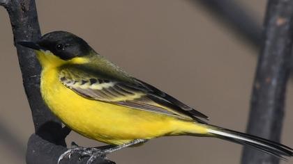 Sarı kuyruksallayan