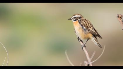 Whinchat