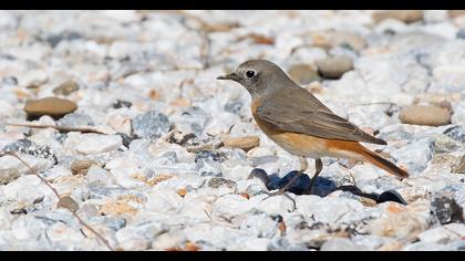 Common Redstart