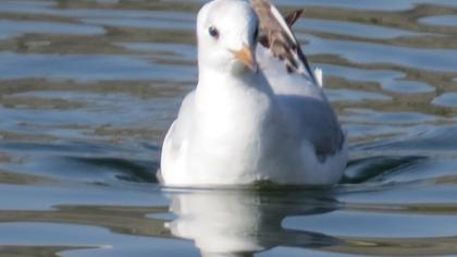 Küçük gümüş martı