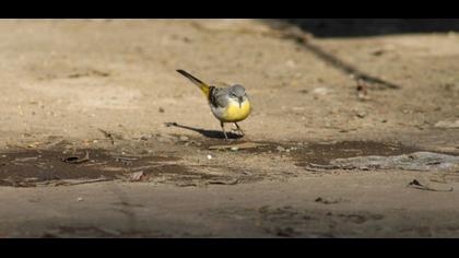 Dağ kuyruksallayanı