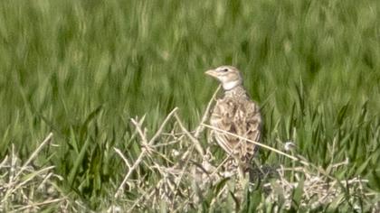Bimaculated Lark
