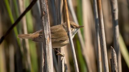 Çalı kamışçını