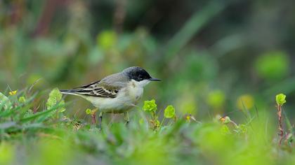 Sarı kuyruksallayan