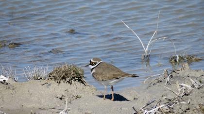 Halkalı küçük cılıbıt