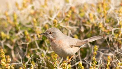 Subalpine Warbler