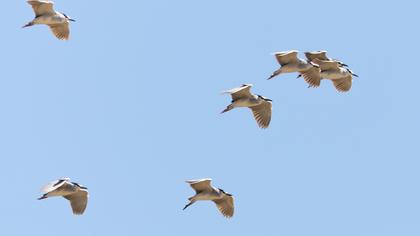 Black-crowned Night Heron