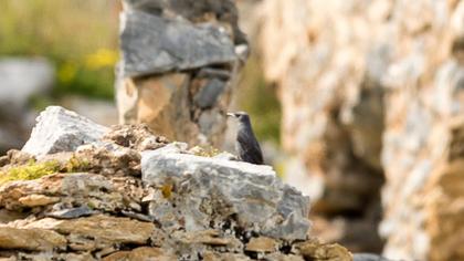 Blue Rock Thrush