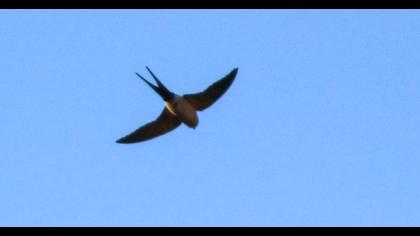 Kızıl kırlangıç