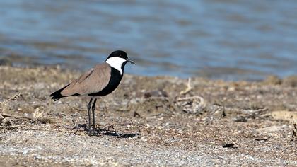 Spur-winged Lapwing