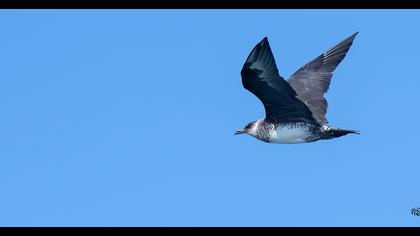 Kütkuyruklu korsanmartı