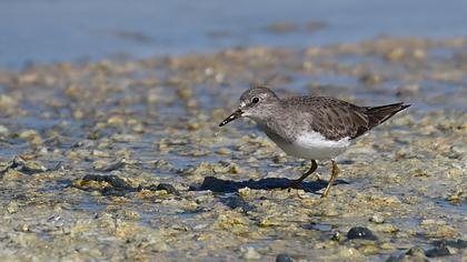 Sarıbacaklı kumkuşu