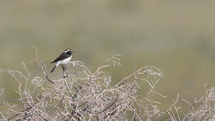Kıbrıs kuyrukkakanı