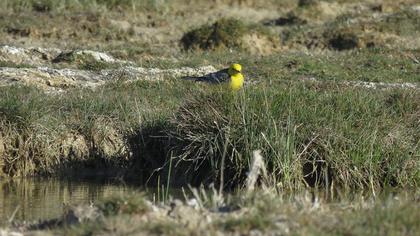 Citrine Wagtail