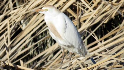 Sığır balıkçılı