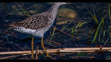 Orman düdükçünü