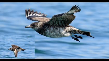 Kütkuyruklu korsanmartı