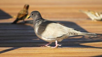 Eurasian Collared Dove