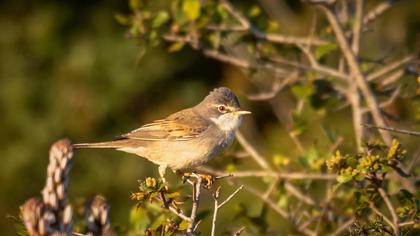 Common Whitethroat
