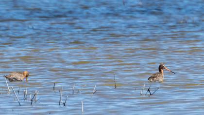 Black-tailed Godwit