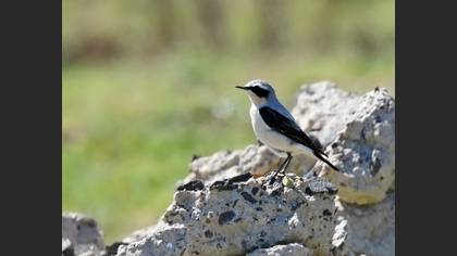 Northern Wheatear
