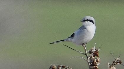 Büyük örümcekkuşu