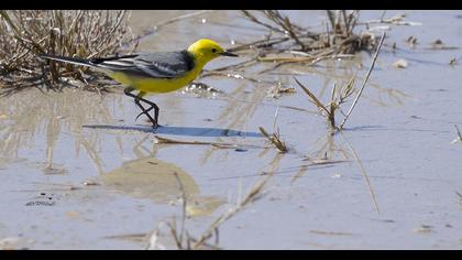 Sarıbaşlı kuyruksallayan