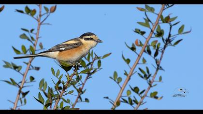 Maskeli örümcekkuşu