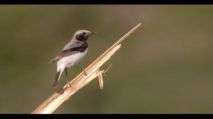 Aksırtlı kuyrukkakan