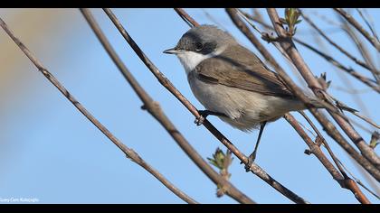 Küçük akgerdanlı ötleğen