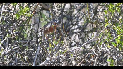 Bıyıklı ötleğen