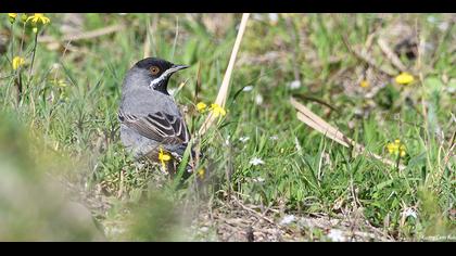 Karaboğazlı ötleğen