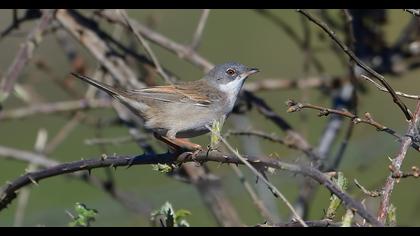 Akgerdanlı ötleğen