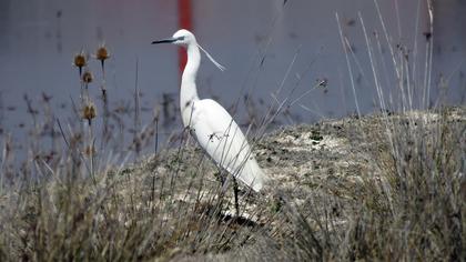 Little Egret