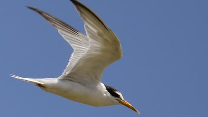 Little Tern