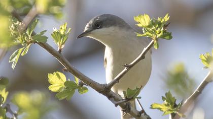 Küçük akgerdanlı ötleğen