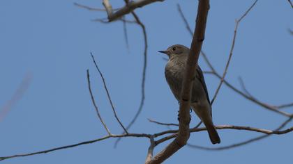 Black Redstart