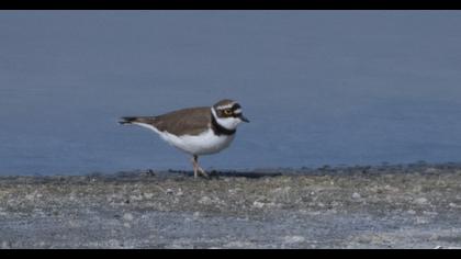 Halkalı küçük cılıbıt