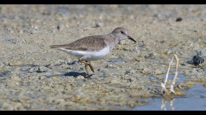 Sarıbacaklı kumkuşu